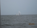 York River Cup Race 2011 083