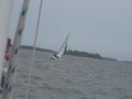 York River Cup Race 2011 094